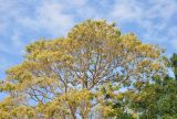 Gyrocarpus americanus. Часть кроны цветущего дерева. Андаманские острова, остров Нил, опушка влажного тропического леса. 03.01.2015.