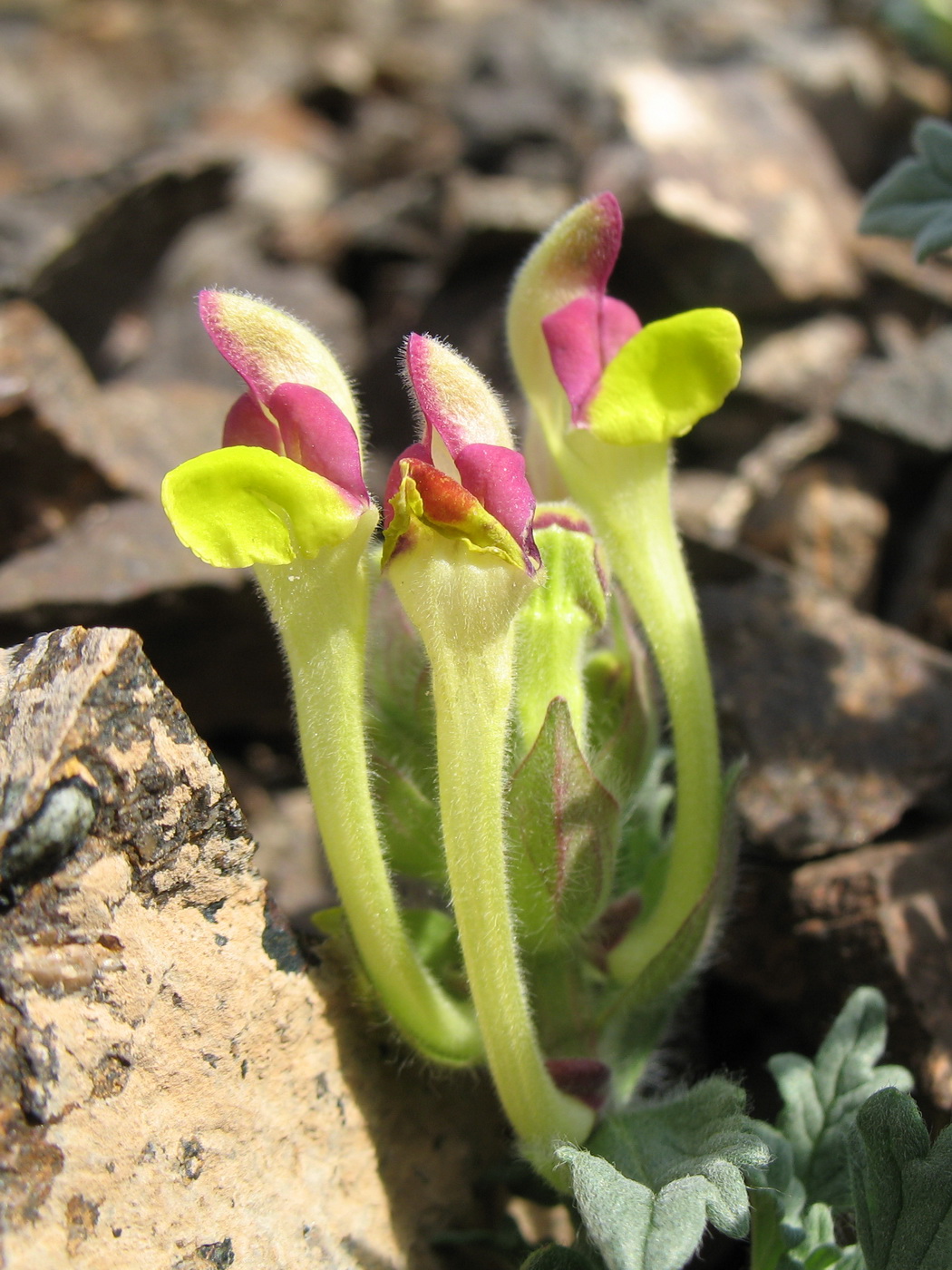 Изображение особи Scutellaria titovii.
