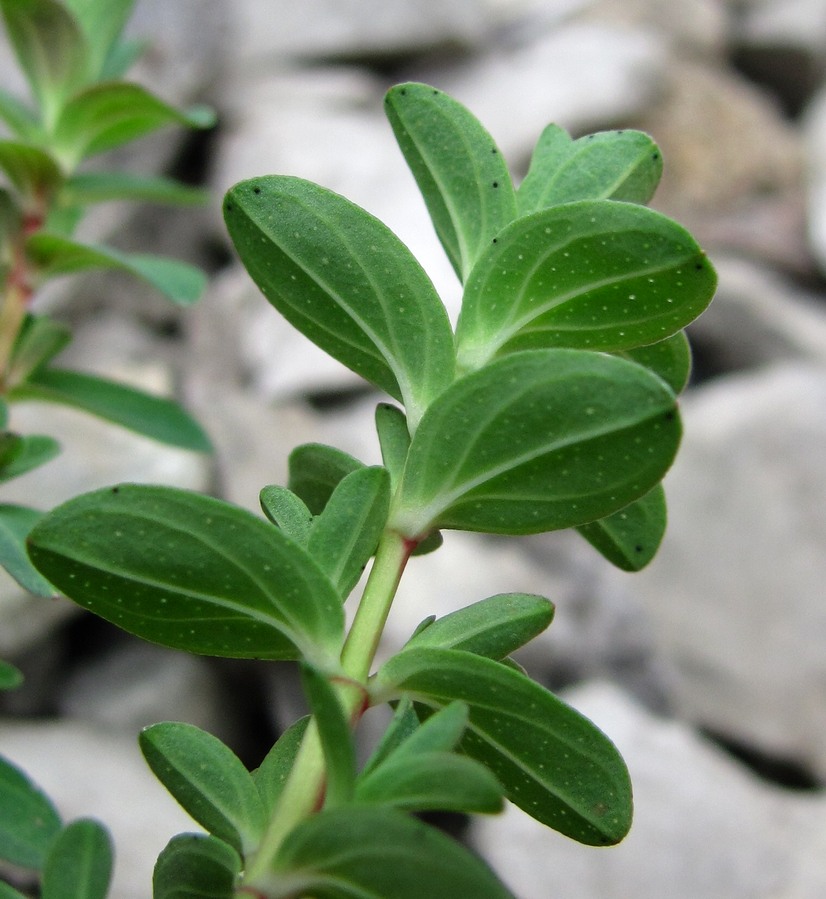 Image of genus Hypericum specimen.