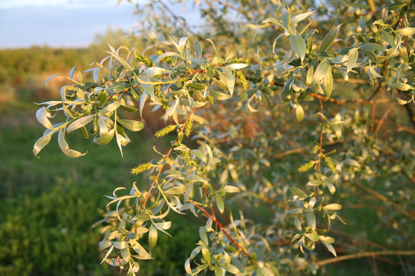 Изображение особи Salix alba.