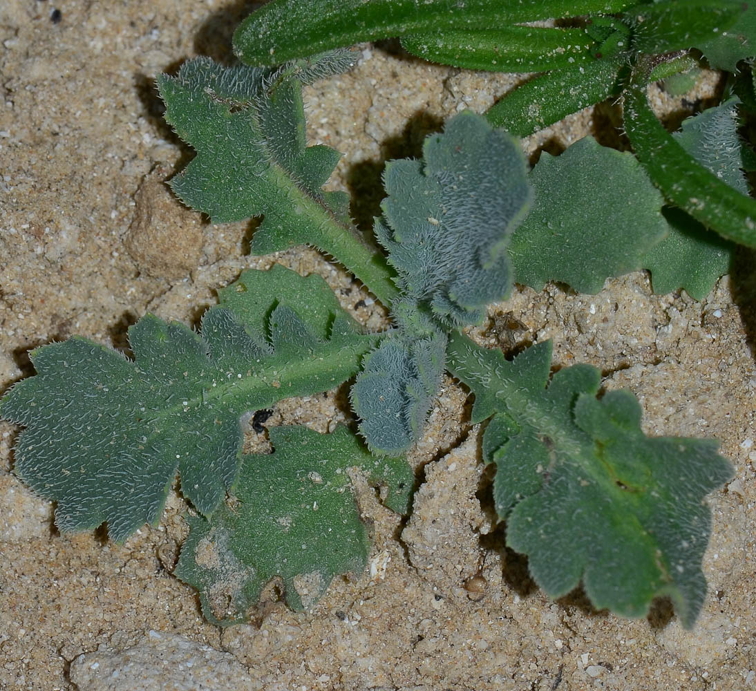 Image of Glaucium flavum specimen.