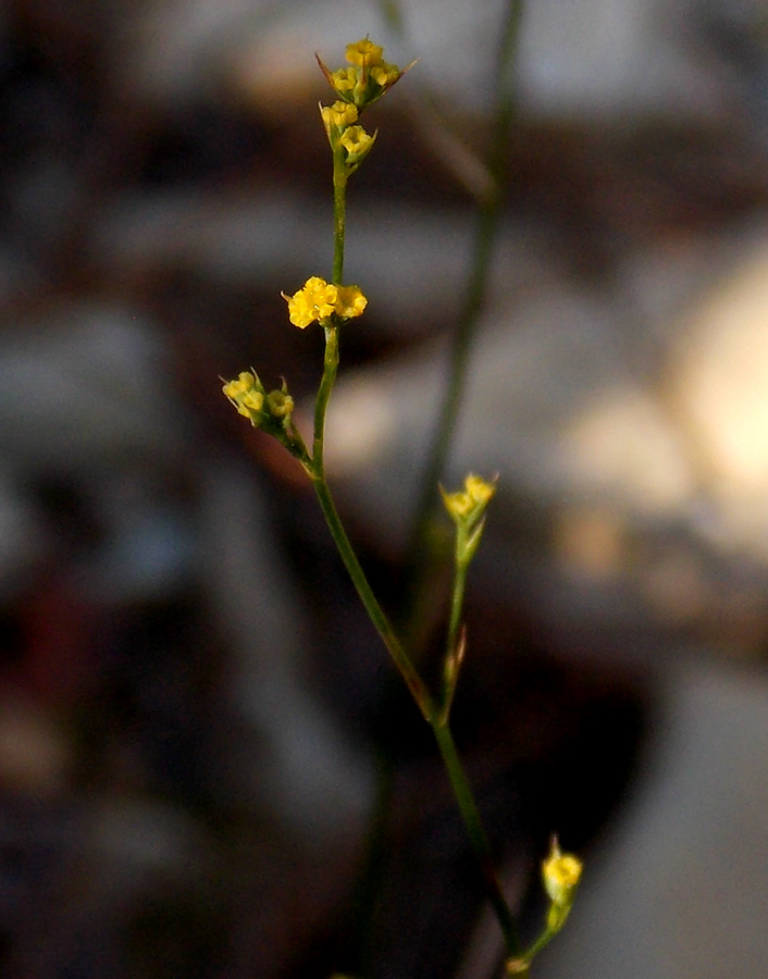Image of Bupleurum asperuloides specimen.