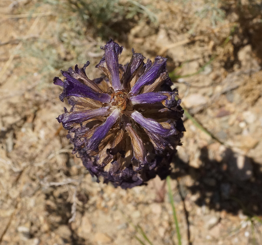 Изображение особи Orobanche amoena.