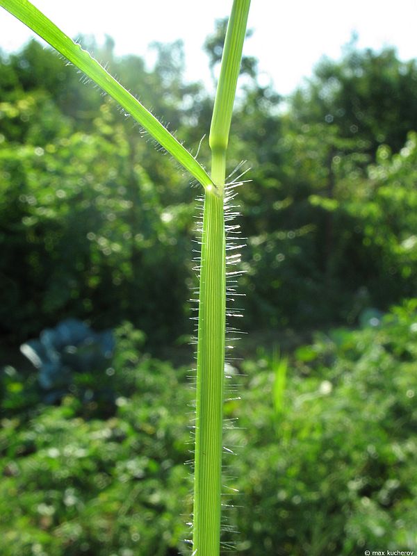 Image of Digitaria sanguinalis specimen.