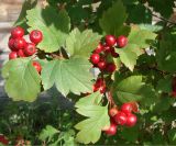 Crataegus dahurica. Верхушка побега с соплодиями. Якутия (Саха), г. Якутск, на газоне вдоль набережной. 15.08.2012.