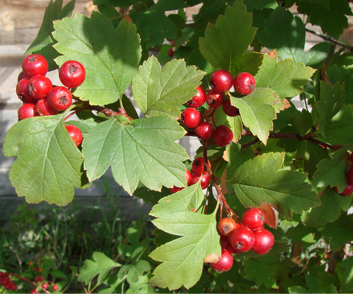 Изображение особи Crataegus dahurica.