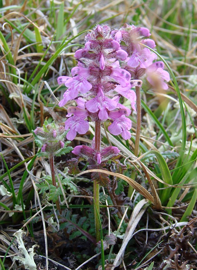Image of Pedicularis verticillata specimen.