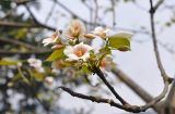 Vernicia fordii. Ветвь цветущего дерева. Южный Китай, окр. деревни Дажай, Longji Terraced Fields. 4 апреля 2015 г.