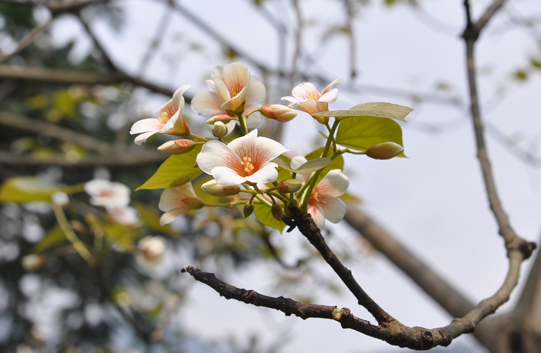 Изображение особи Vernicia fordii.