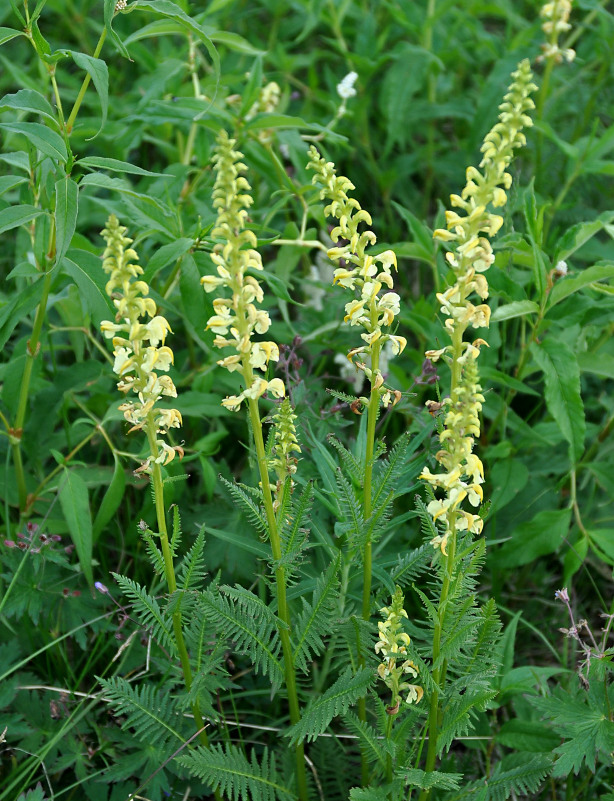 Изображение особи Pedicularis incarnata.