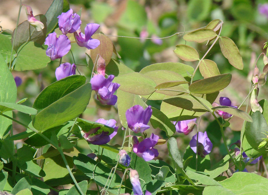 Изображение особи Lathyrus humilis.