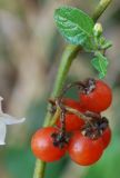 Solanum olgae. Соплодие. Узбекистан, г. Ташкент, пос. Улугбек, сорное на огороде. 06.11.2011.