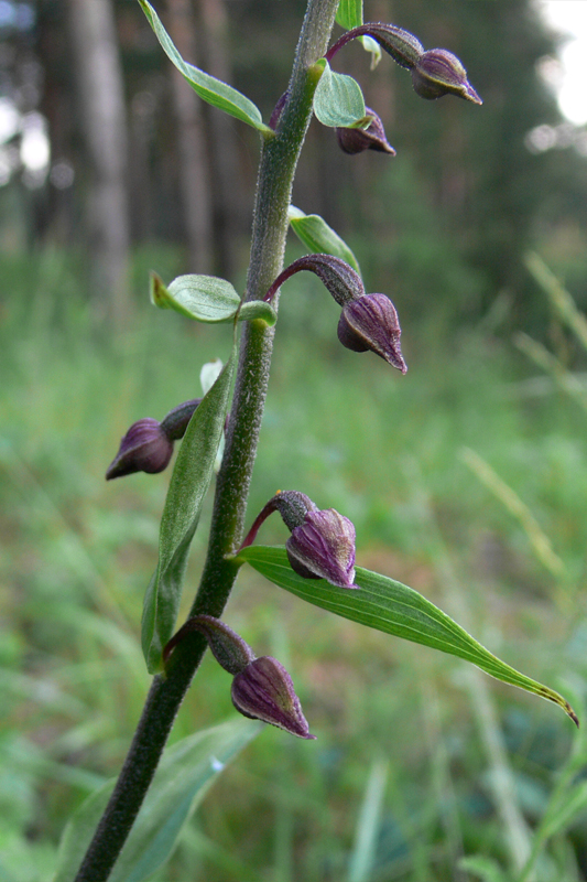 Изображение особи Epipactis atrorubens.