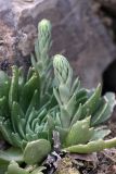 Rosularia subspicata. Растения с развивающимся цветоносом. Южный Казахстан, Сырдарьинский Каратау, р-н перевала Куюк. 30.05.2015.