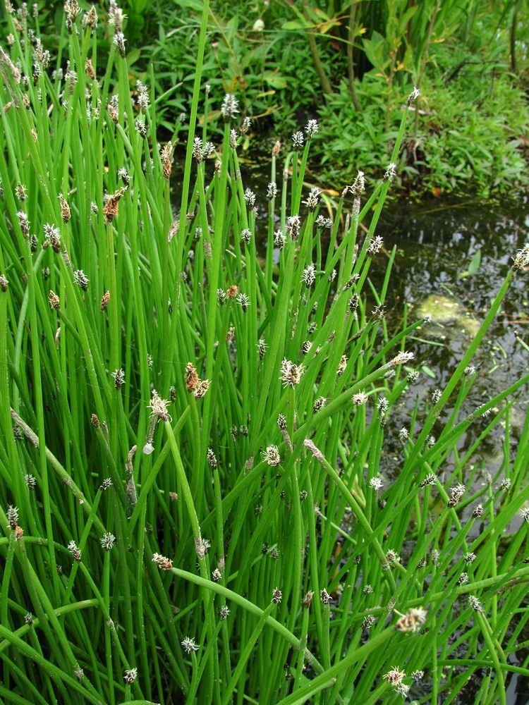 Изображение особи Eleocharis palustris.