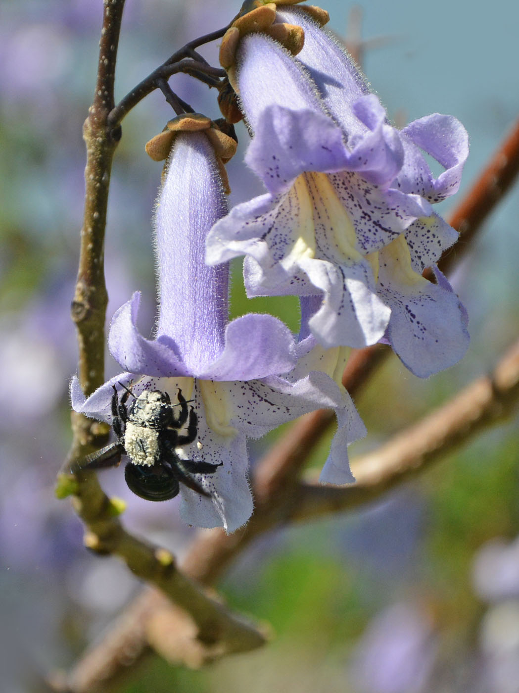 Image of Paulownia tomentosa specimen.