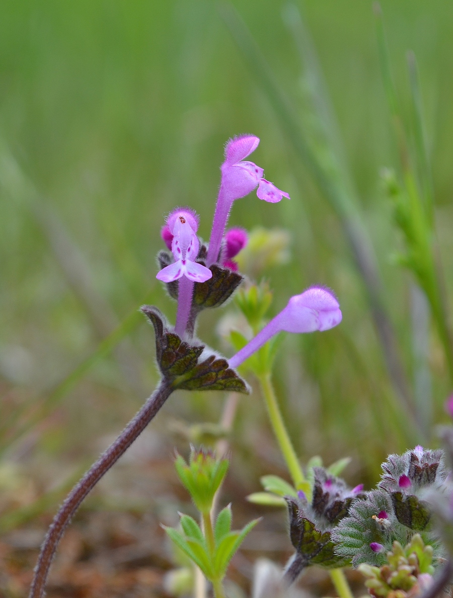 Изображение особи Lamium amplexicaule.