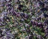 Perovskia abrotanoides. Часть отцветшего соцветия. Кыргызстан, Иссык-Кульская обл., Джети-Огузский р-н, Тамгинский аильный округ, южное побережье оз. Иссык-Куль, степь. 30.08.2012.