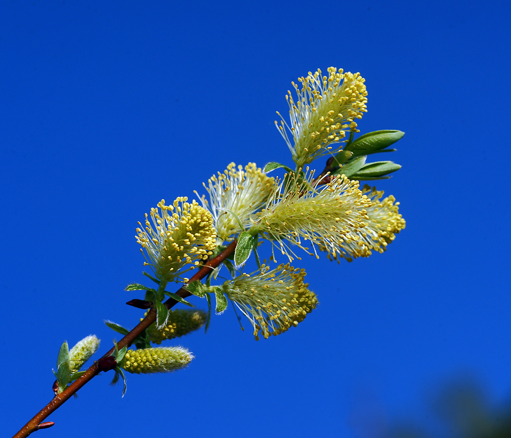 Image of genus Salix specimen.