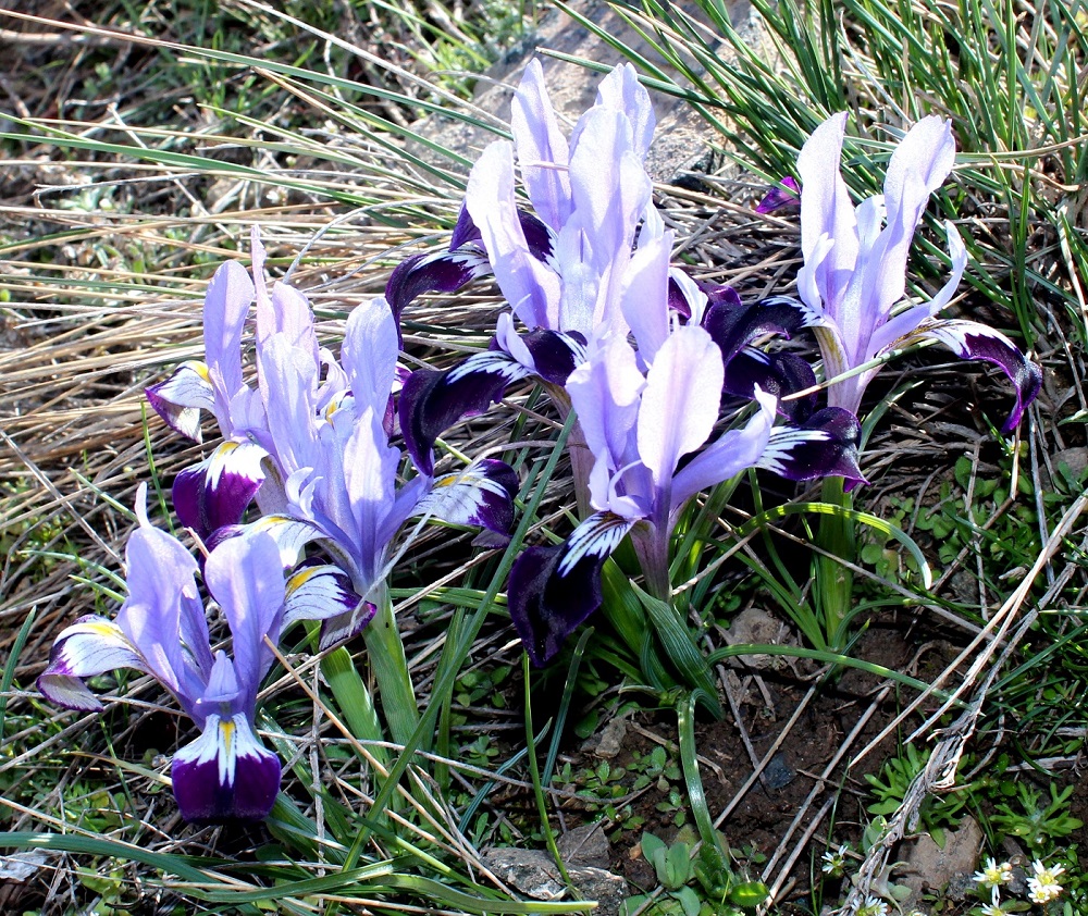 Image of Iridodictyum kolpakowskianum specimen.