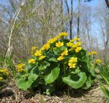 Caltha silvestris