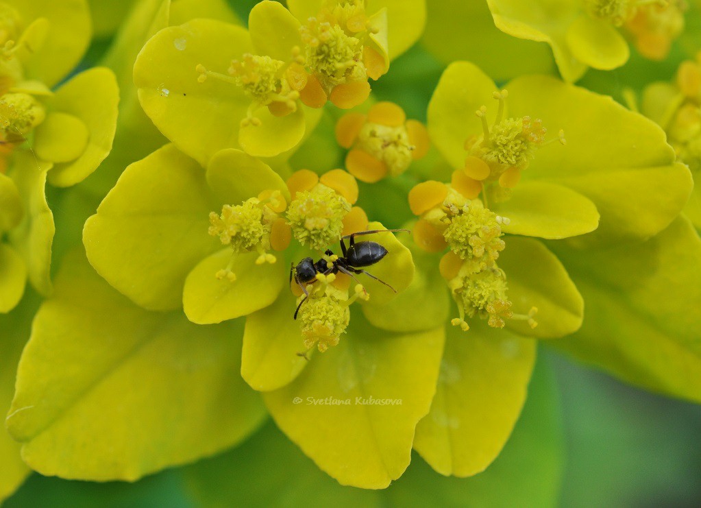 Image of Euphorbia epithymoides specimen.