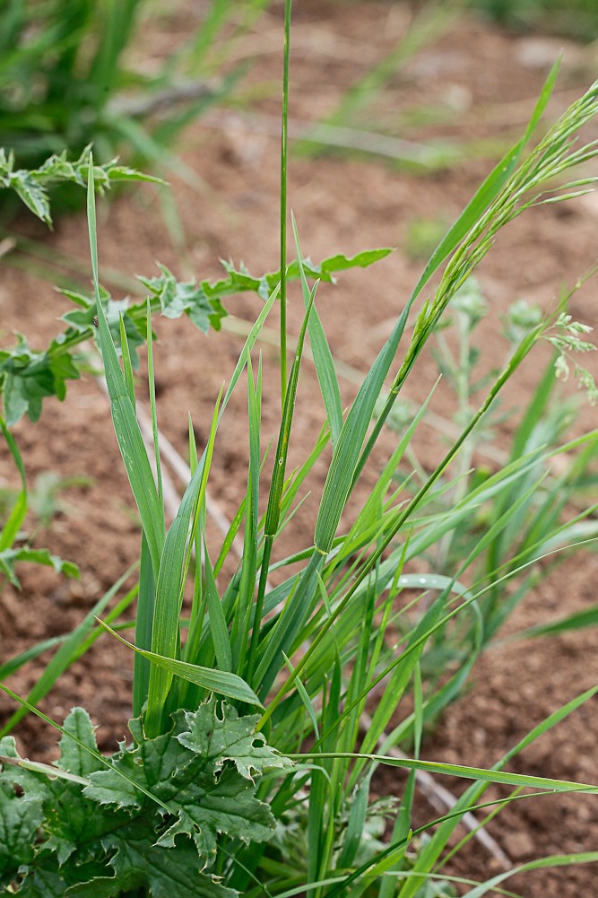 Image of genus Poa specimen.