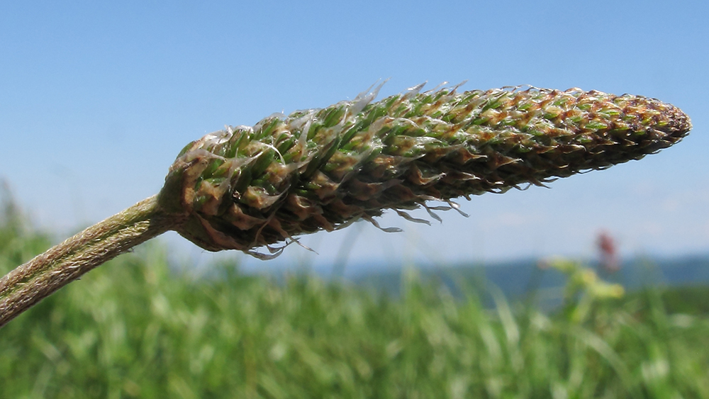 Изображение особи Plantago lanceolata.