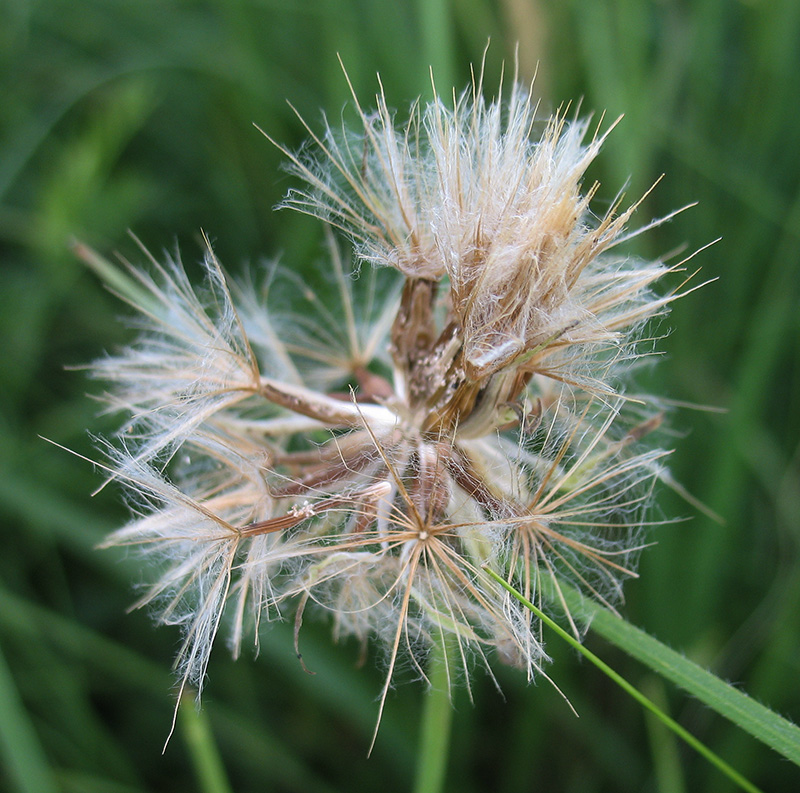 Image of Scorzonera purpurea specimen.