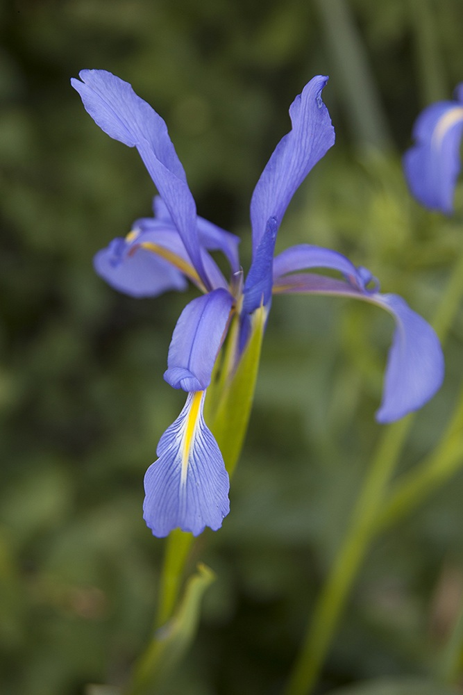 Изображение особи Iris notha.