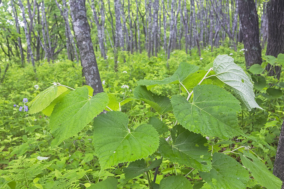 Image of Tilia mandshurica specimen.