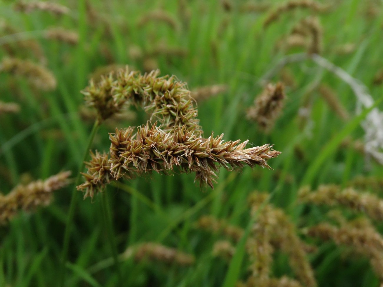 Изображение особи Carex laevissima.