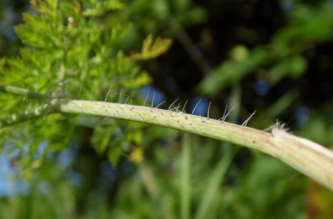 Image of Chaerophyllum bulbosum specimen.