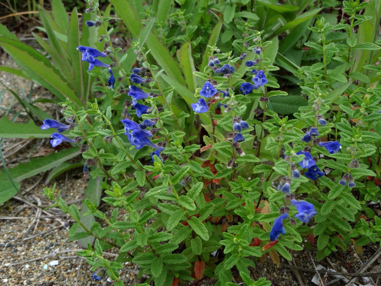 Изображение особи Scutellaria strigillosa.