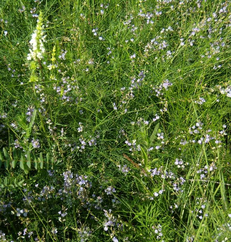 Image of Astragalus austriacus specimen.