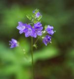 Polemonium caeruleum. Верхушка цветущего растения. Пермский край, Оханский р-н, Тулумбаихинское сельское поселение, Кунчурихинский бор, подлесок соснового бора вдоль лесной дороги. 02.07.2016.