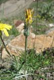 Scorzonera meyeri. Побег с отцветшим соцветием. Кабардино-Балкария, Эльбрусский р-н, долина р. Ирик, ок. 2600 м н.у.м. 14.07.2016.
