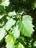 genus Crataegus. Ветвь с гроздью плодов. Мурманск, сквер перед ДК им. Кирова. 22.07.2016.