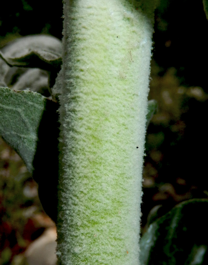 Image of Verbascum gnaphalodes specimen.