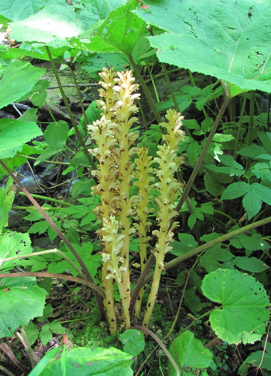 Image of Orobanche flava specimen.