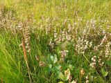 Rhinanthus groenlandicus. Куртина отплодоносивших растений на сырой луговине. Кольский п-ов, Восточный Мурман, Дальние Зеленцы, берег губы Дальнезеленецкая, задернованный песчаный бордюр над верхней кромкой супралиторали. 10.08.2016.