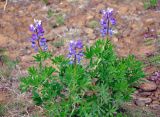 Lupinus nootkatensis. Цветущее растение. Исландия, окр. г. Кефлавик, бровка обрывистого склона к морю. 31.07.2016.