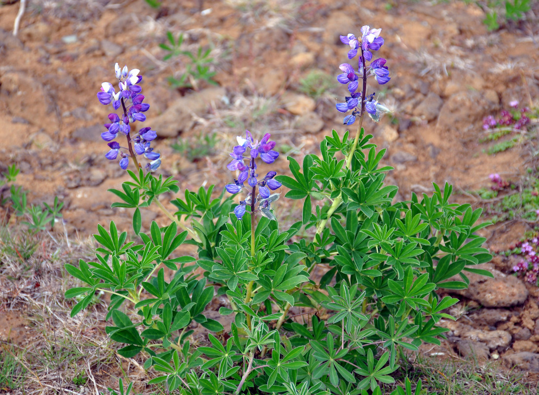 Image of Lupinus nootkatensis specimen.