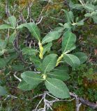 Salix alaxensis