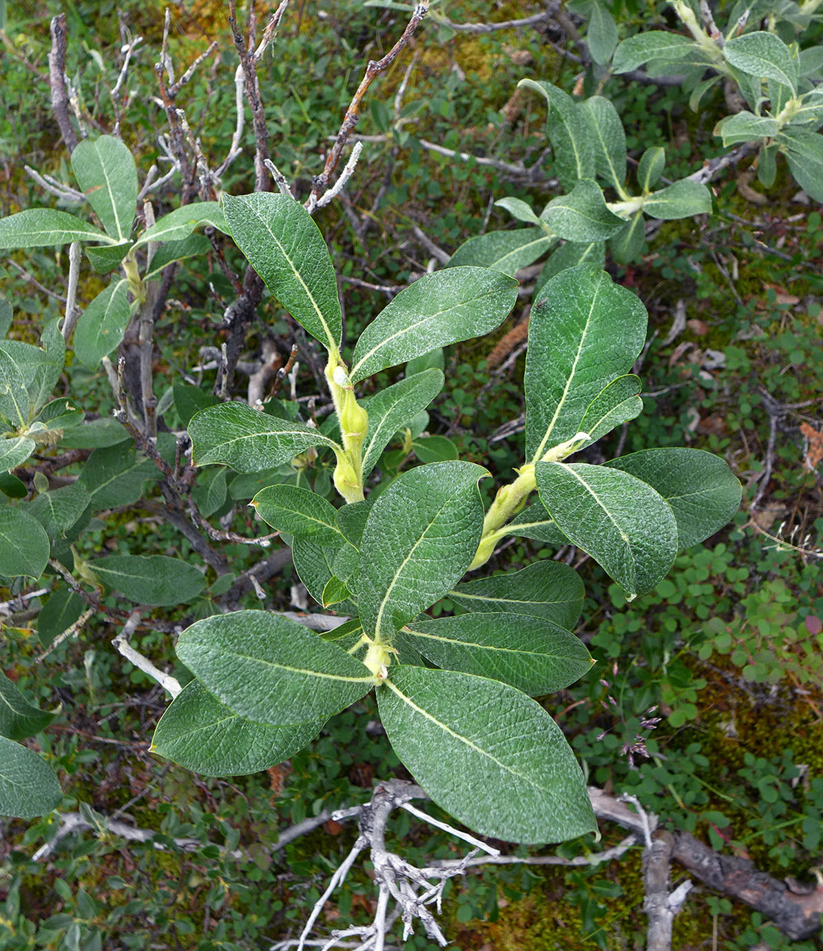 Image of Salix alaxensis specimen.