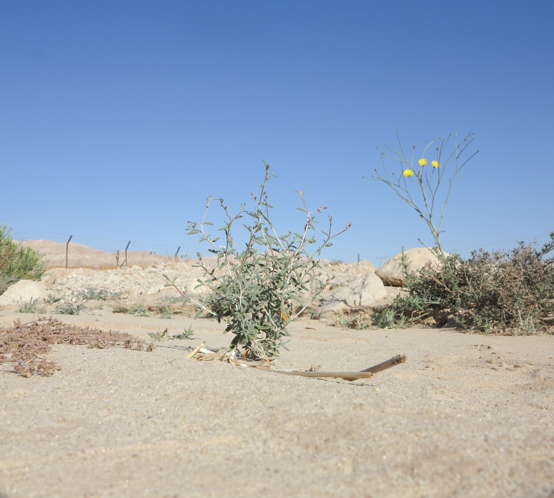 Image of Helianthemum lippii specimen.