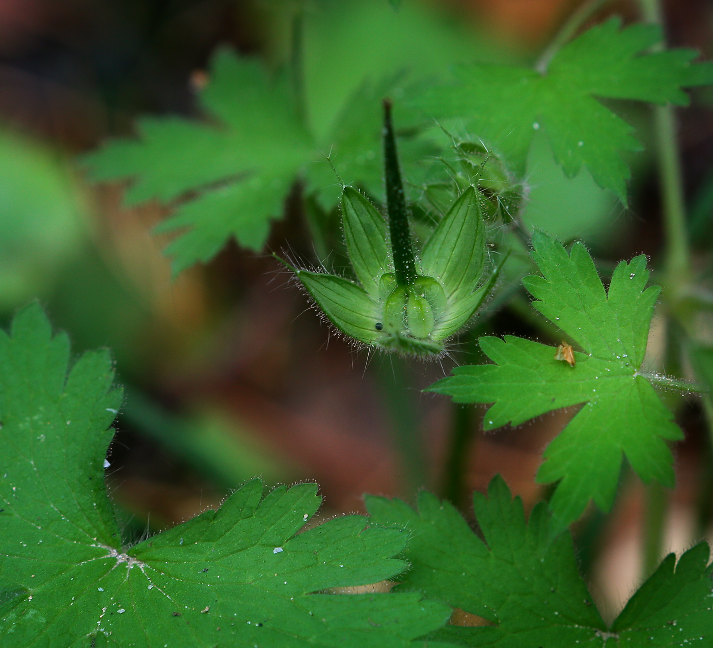 Изображение особи Geranium bohemicum.