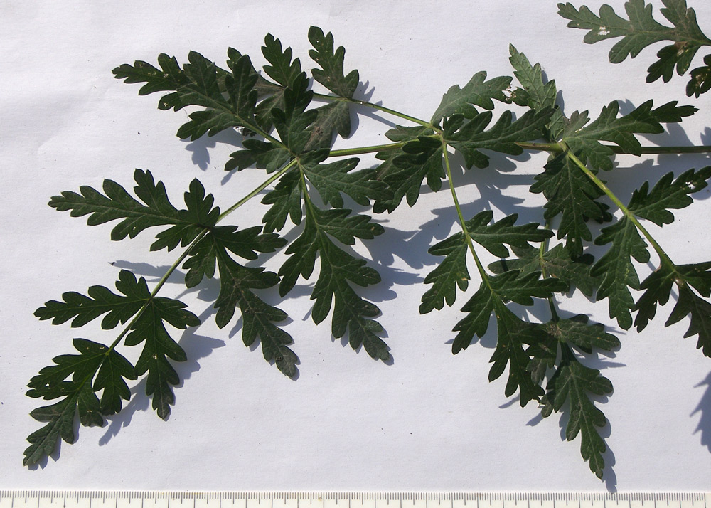 Image of Pimpinella saxifraga specimen.