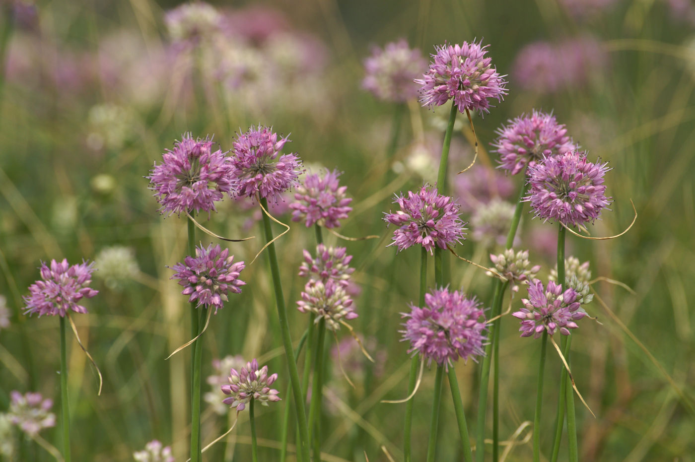 Image of Allium cretaceum specimen.