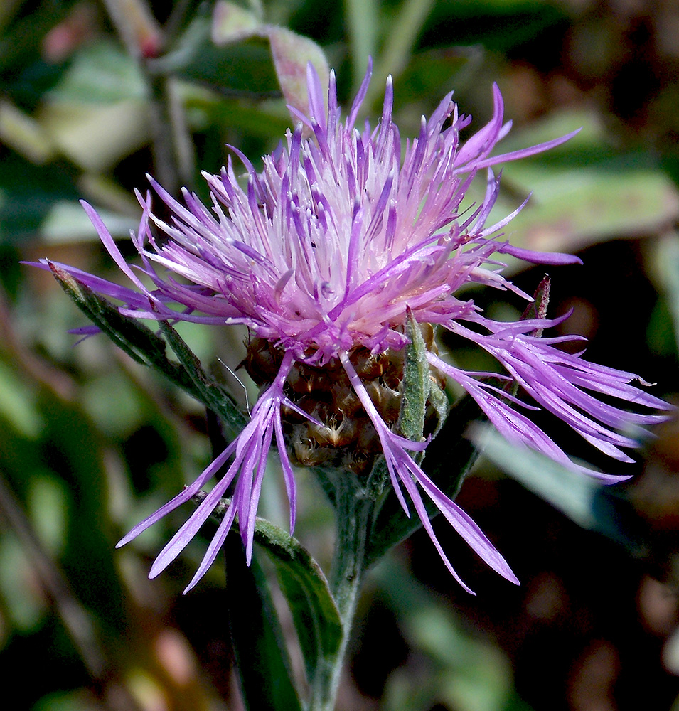 Изображение особи Centaurea jacea ssp. substituta.